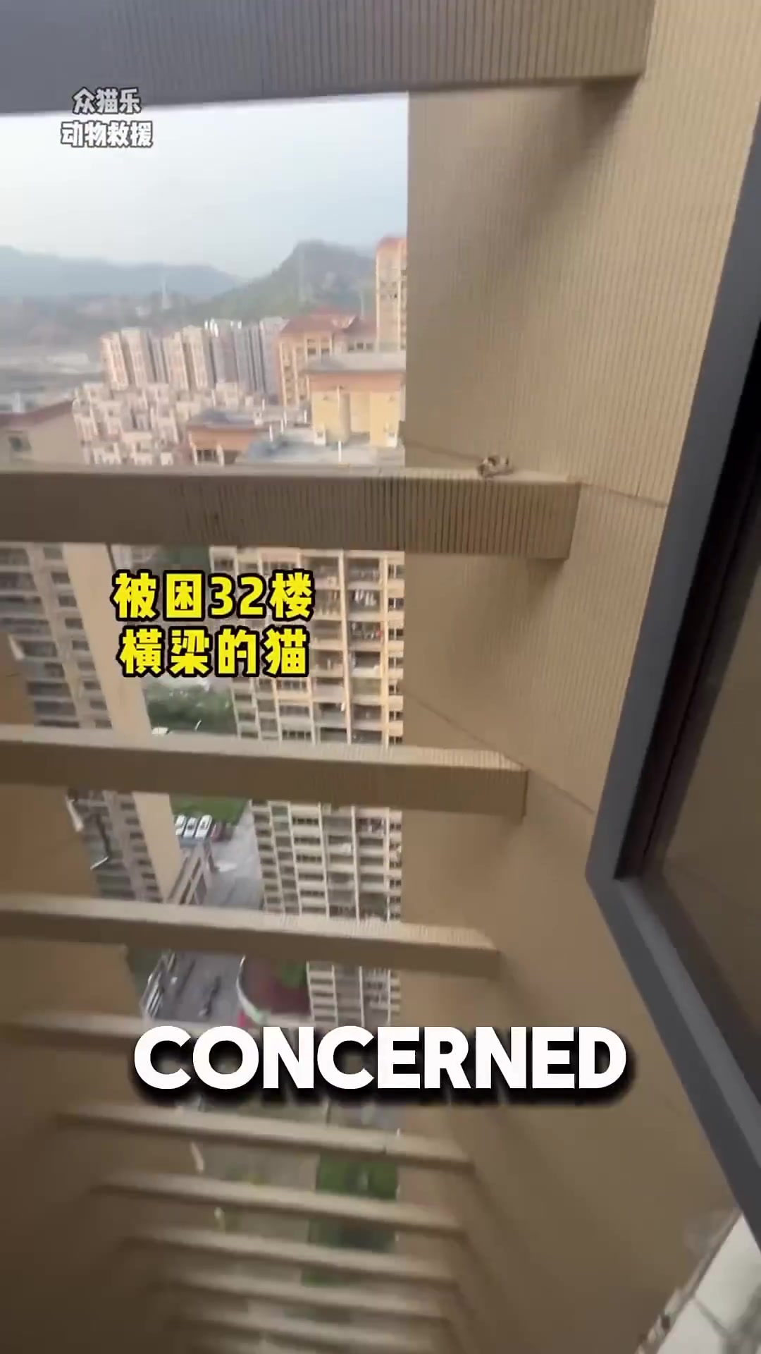 A small cat stranded on a high-rise ledge, 32 stories above the ground.