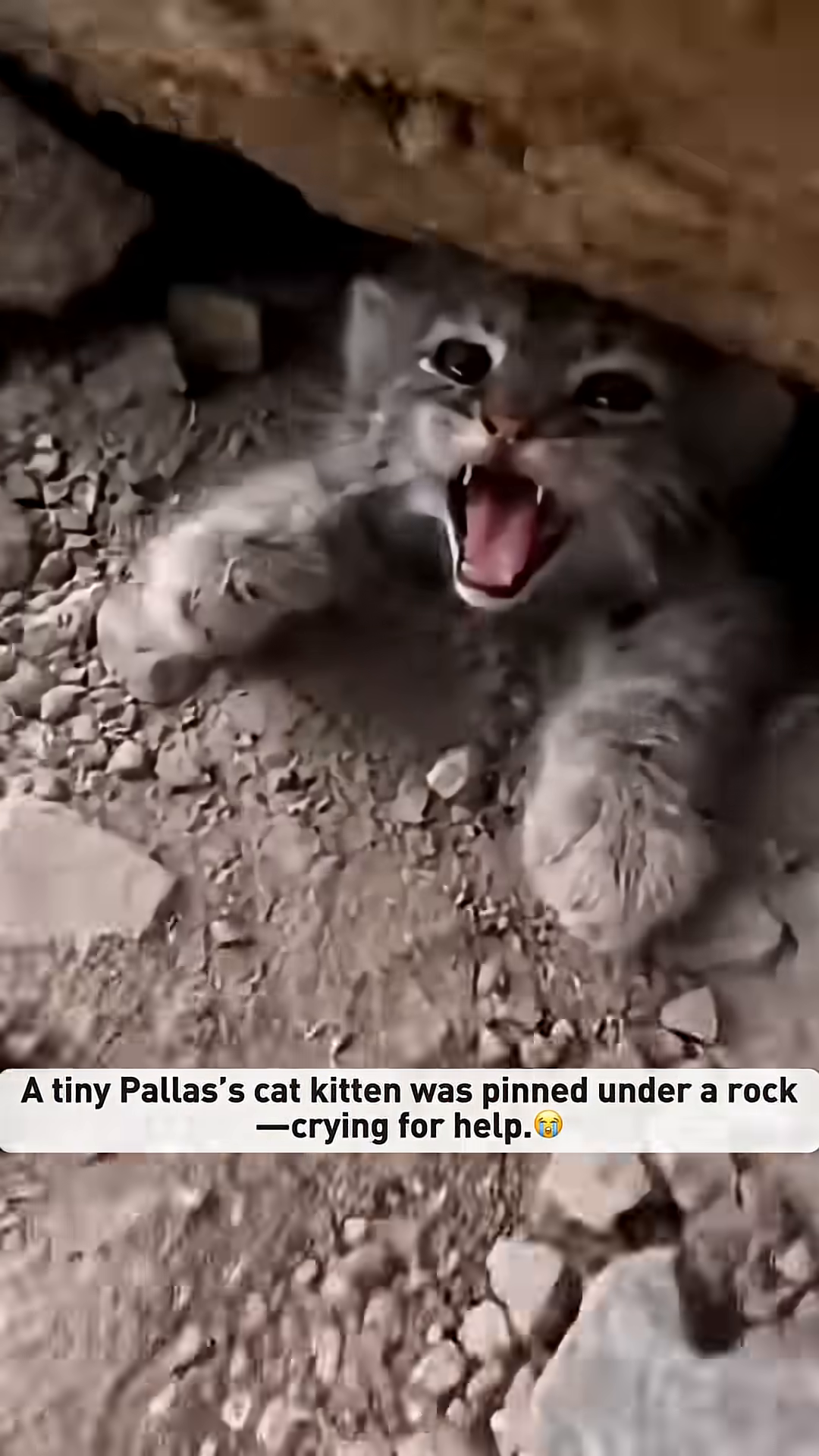 A tiny Pallas's cat kitten is pinned under a large rock, its eyes wide with fear and its mouth open in a cry.