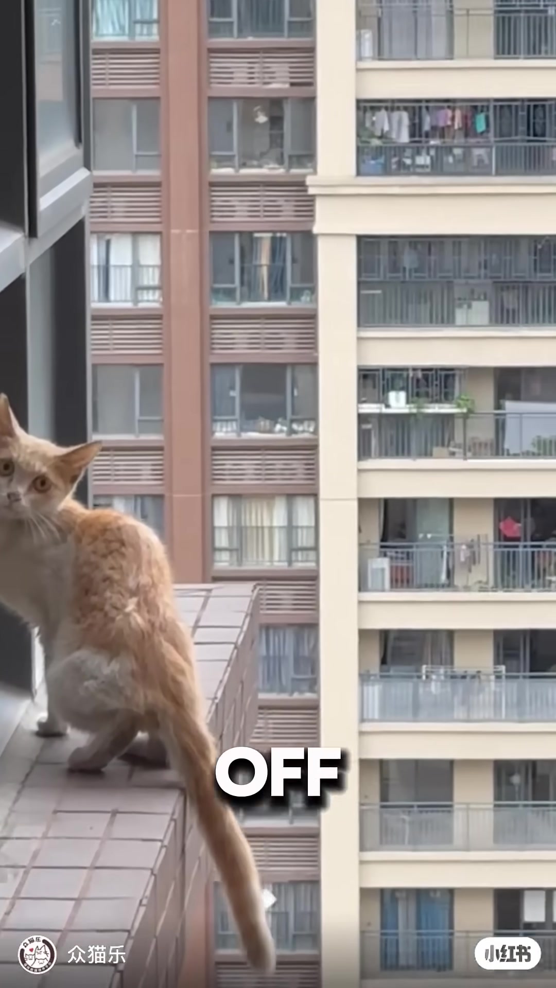 A cat perched precariously on the ledge of a skyscraper.