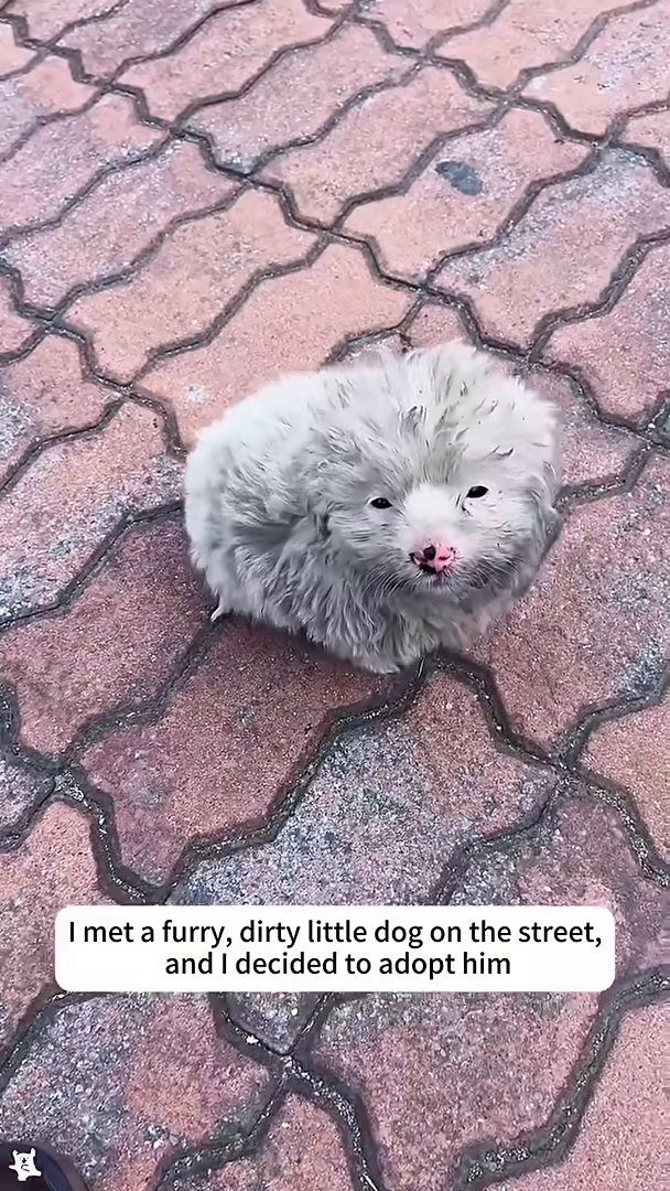 A small, fluffy, dirty puppy sits on a patterned pavement, looking up.