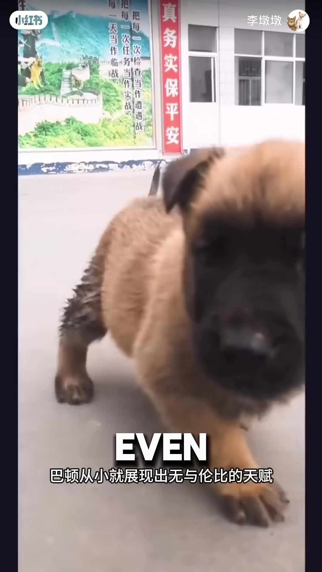 A newborn puppy with three legs, lying beside his mother in a police station kennel.