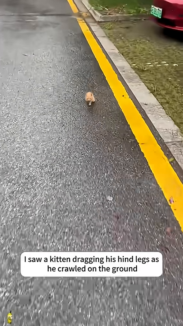 A tiny orange kitten crawling on a wet asphalt surface, dragging its hind legs.