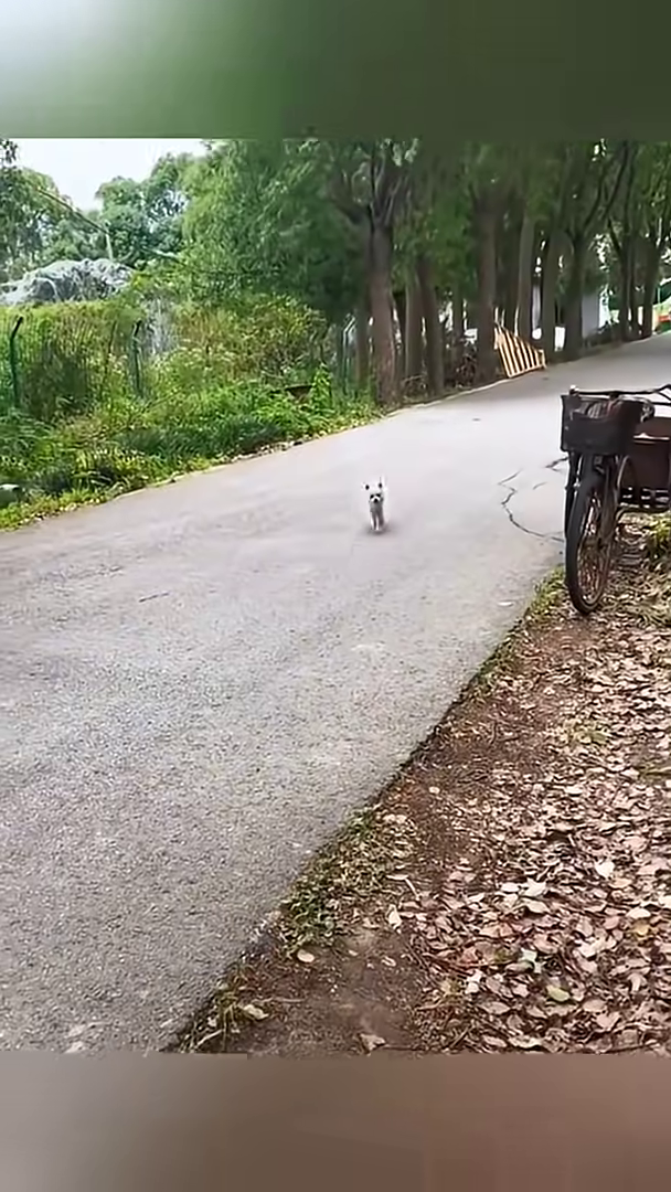A small, scruffy dog with matted fur runs down a road, looking lost.