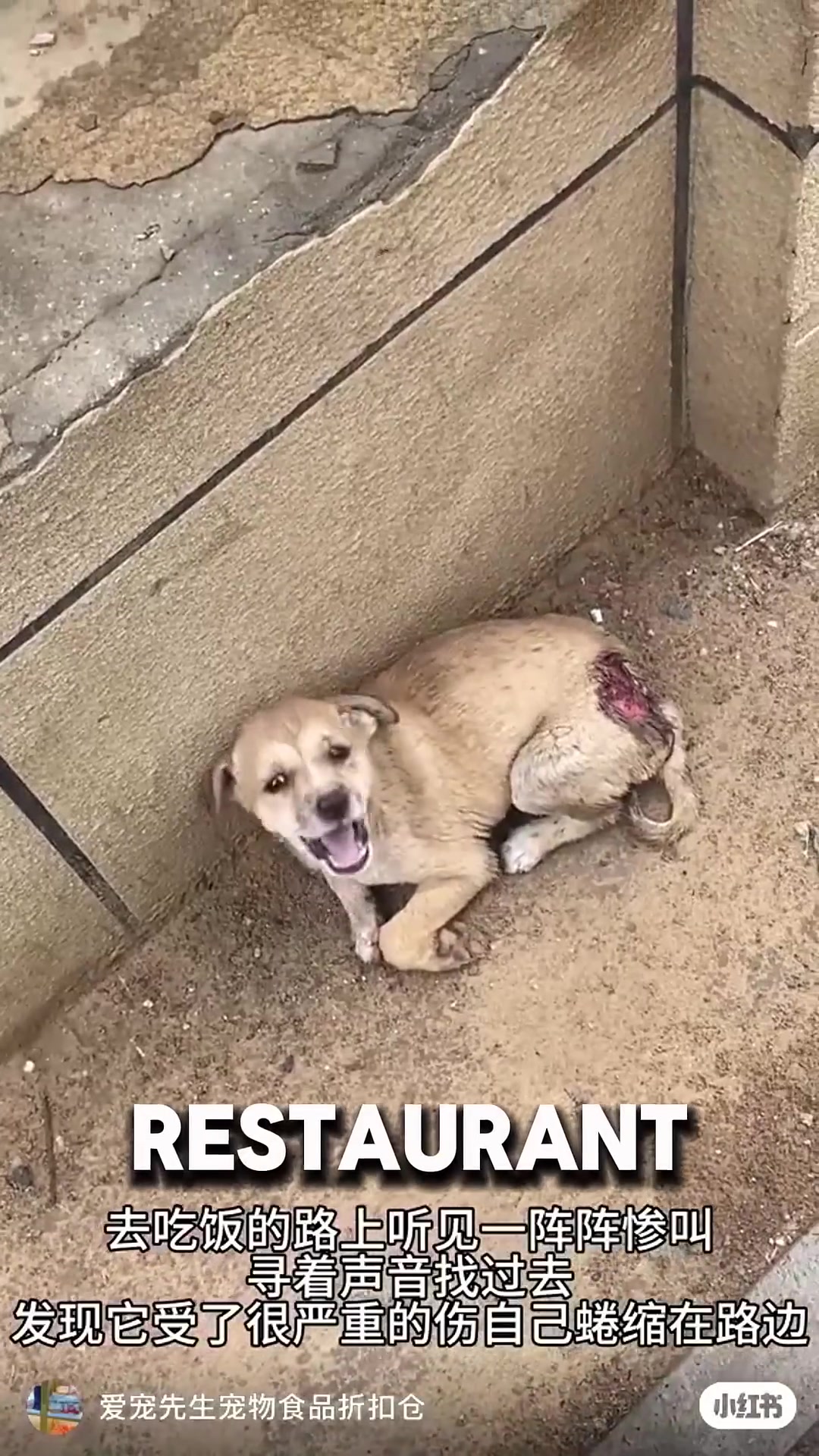 A small puppy lying on the ground, crying in pain with a visible wound.