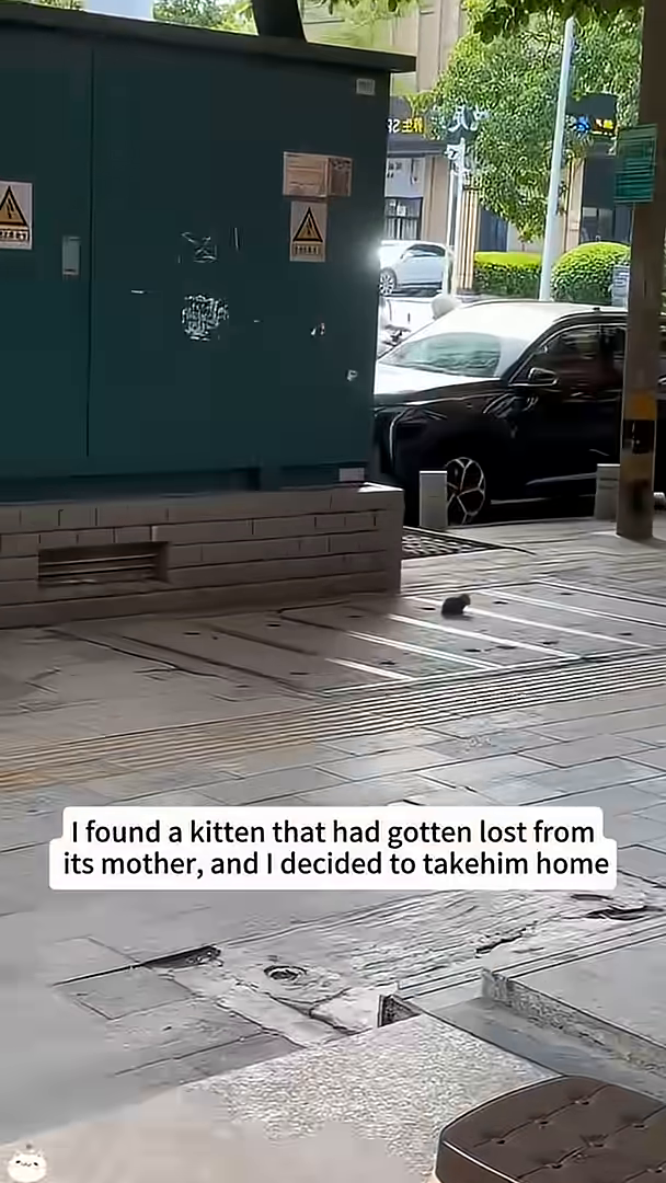 A tiny tabby kitten sits alone on a sidewalk, looking lost and scared.