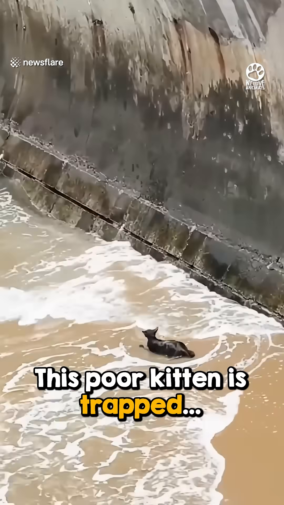 A small black kitten is struggling in the water near a concrete wall as waves crash around it.