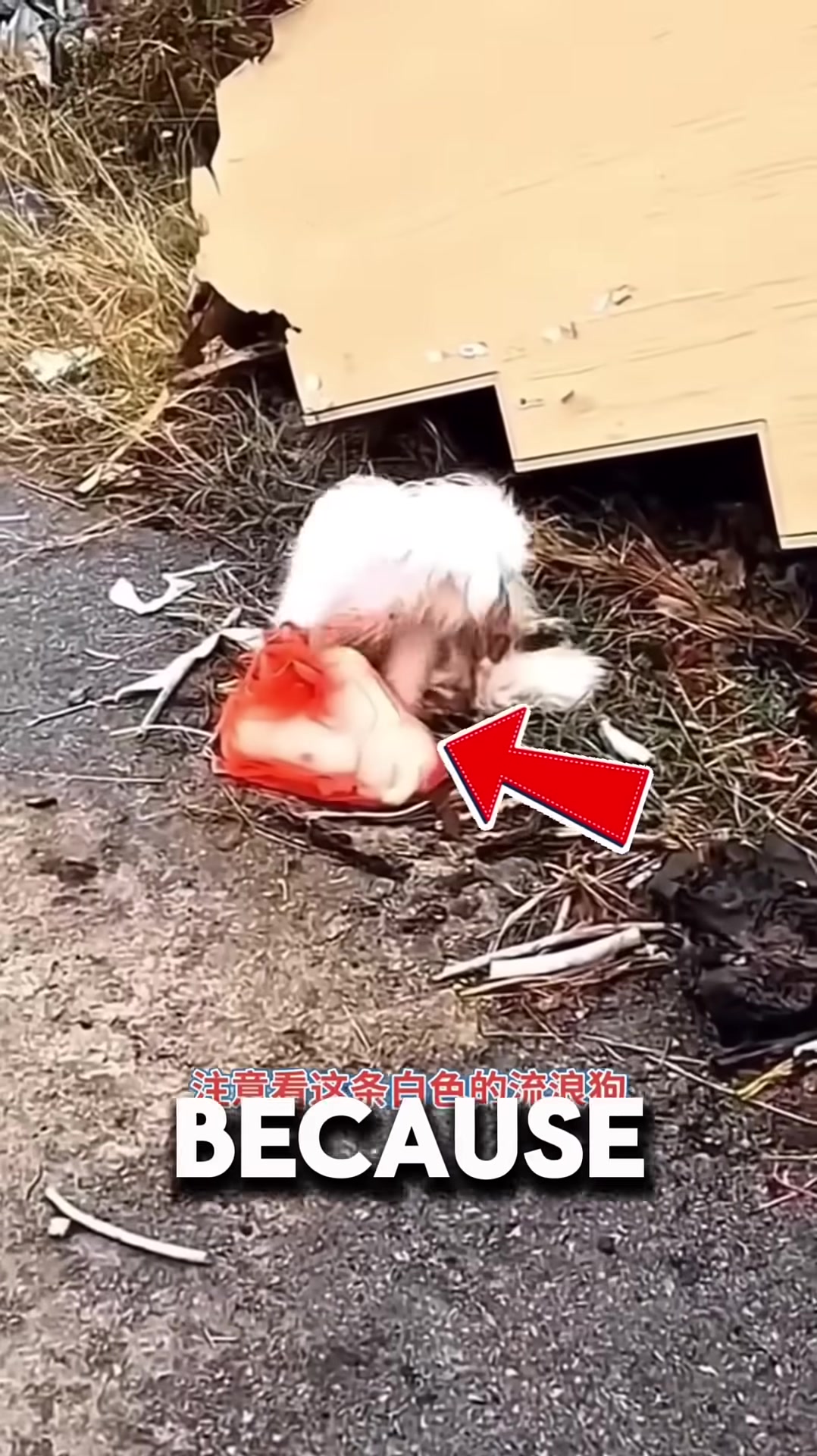 A tearful mother dog runs toward a woman, pleading for help.
