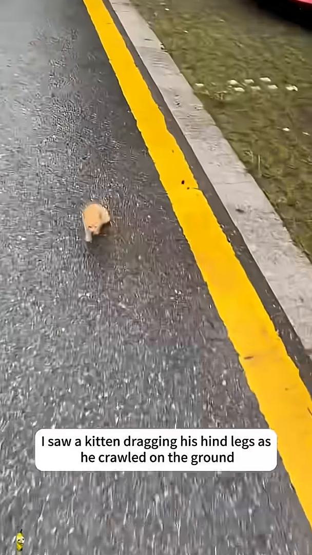A small ginger kitten is crawling on the wet asphalt, dragging its hind legs.