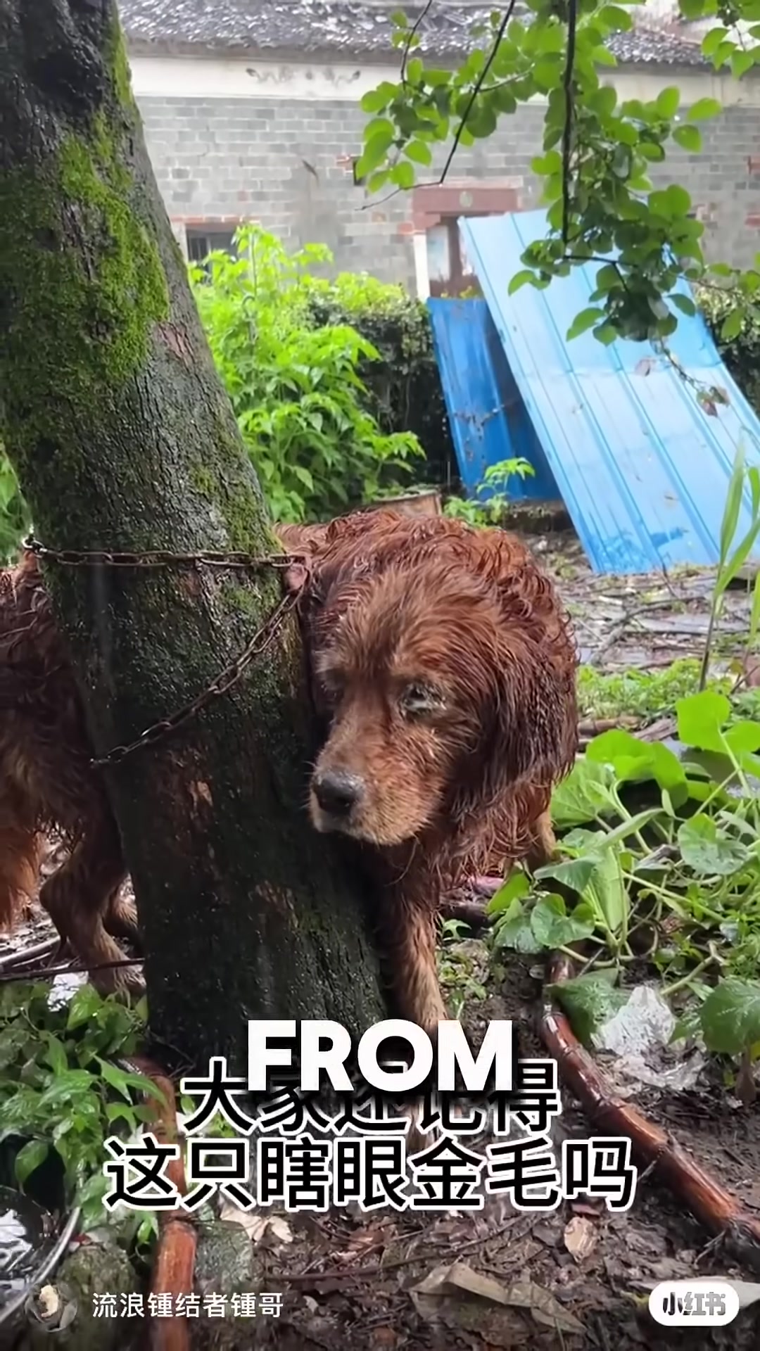 A frail, nearly blind dog lying on the ground in the rain.