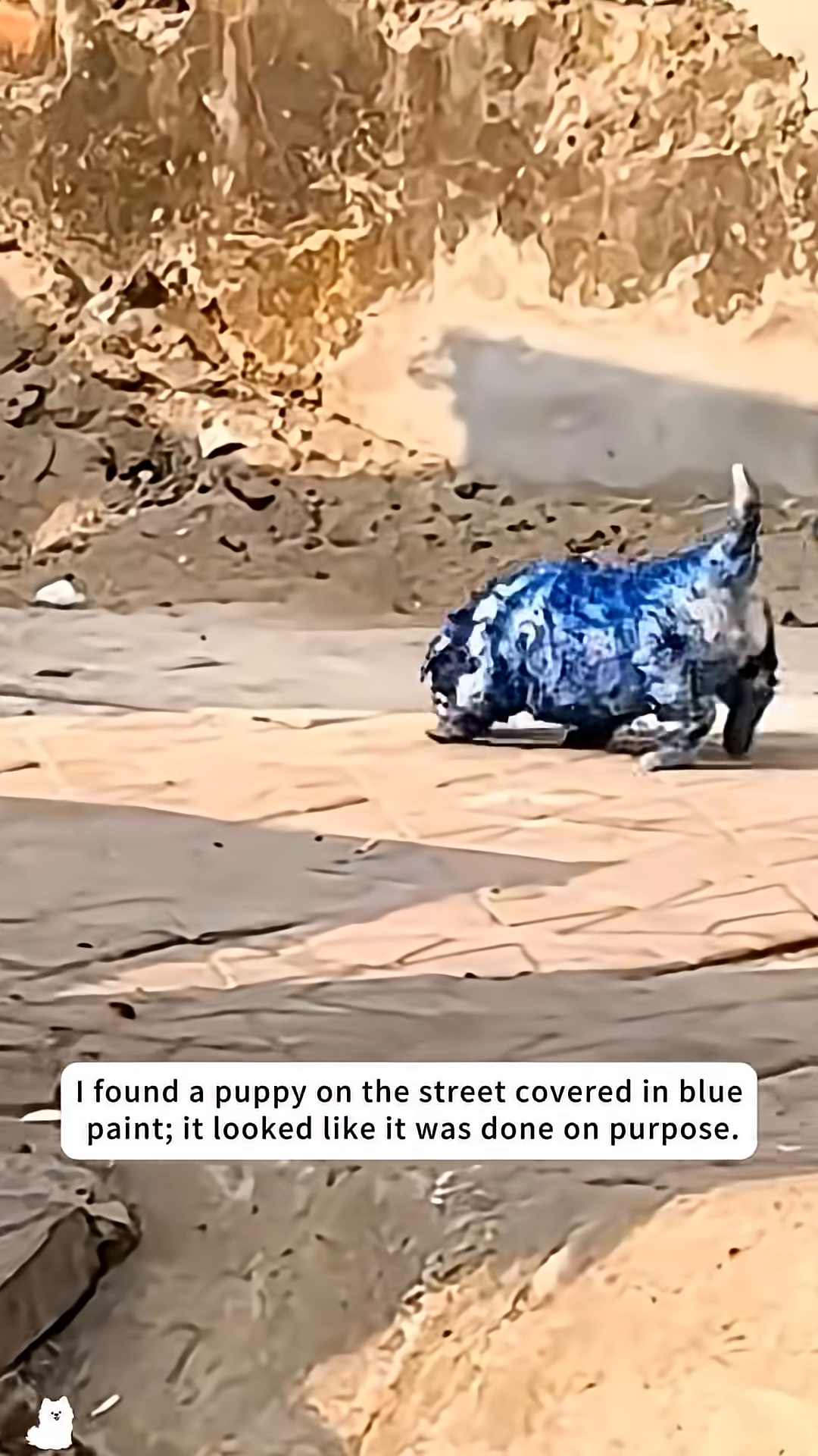 A small puppy is seen covered in blue paint, its fur matted and discolored.