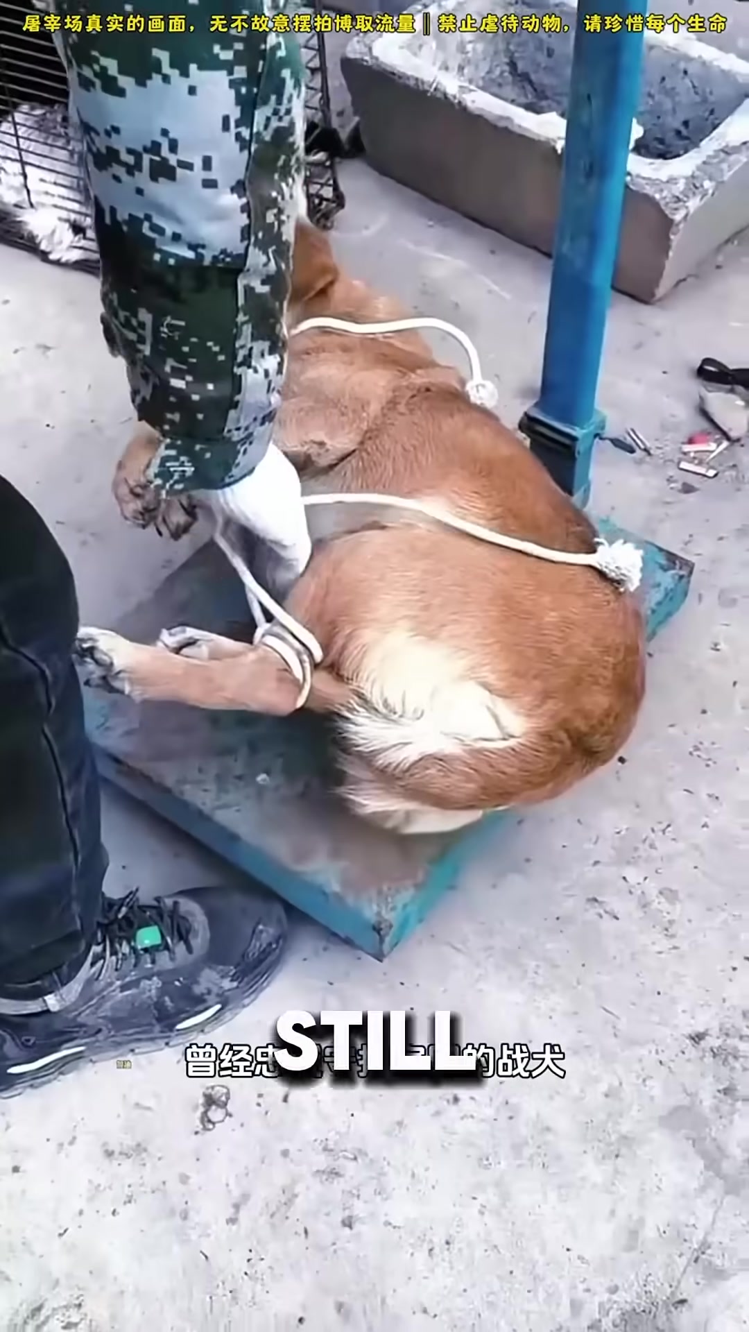 A pregnant dog with trusting eyes, unaware of the sale about to happen.