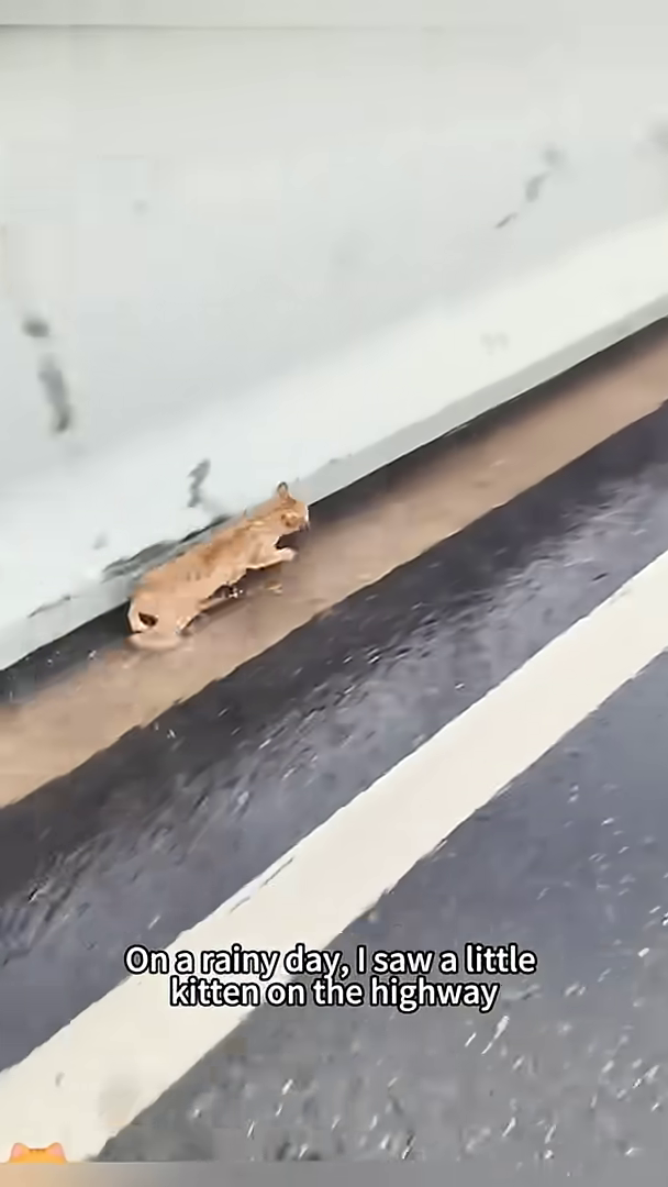 A small, ginger kitten huddled on the side of a wet highway.