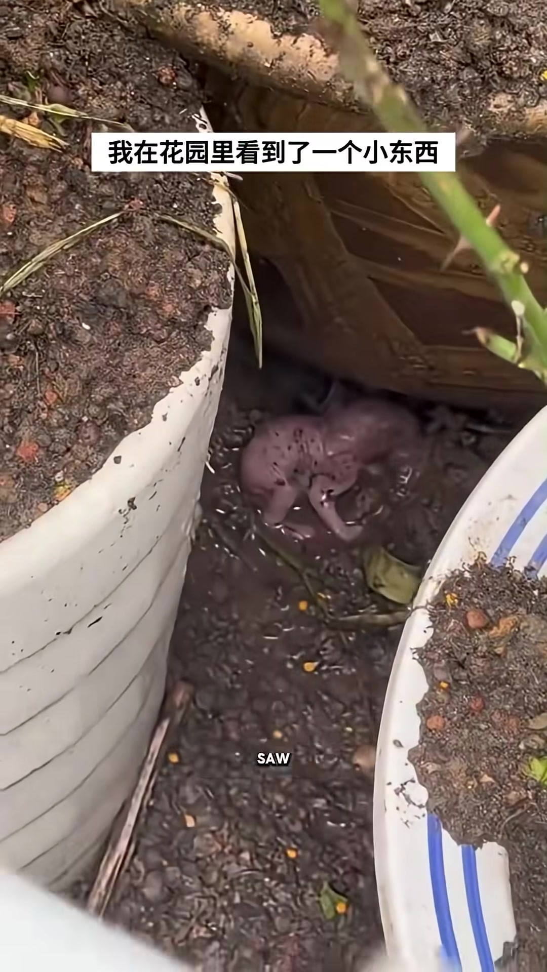 A tiny pink creature being gently lifted from the soil in a garden.