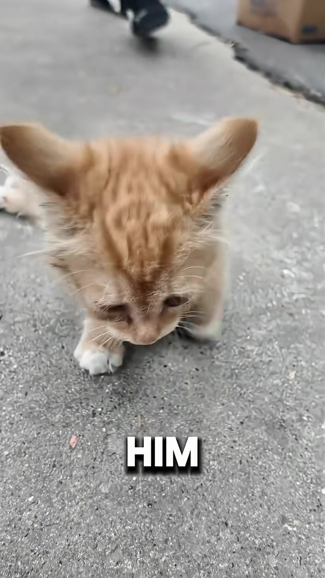 A small kitten dragging its paralyzed hind legs across a hot, rough road.