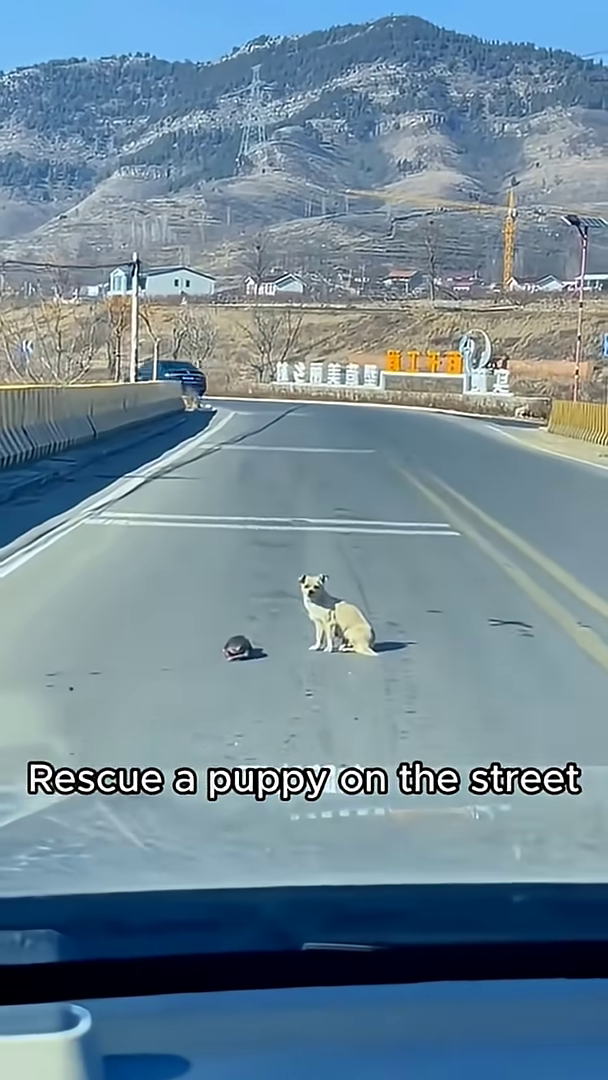 A small, light-colored puppy sits alone on the asphalt of a street, looking towards the camera.