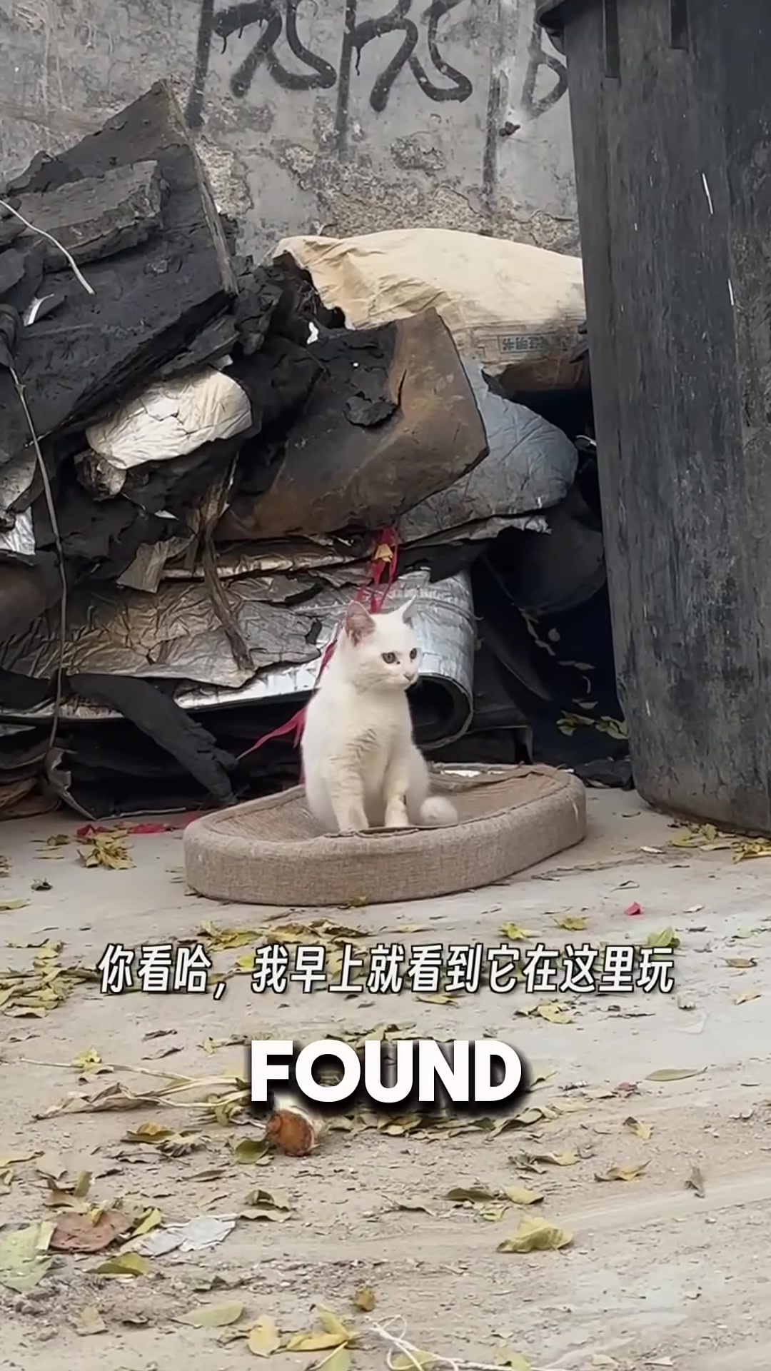 A small kitten lying on a discarded cat bed, refusing to move.