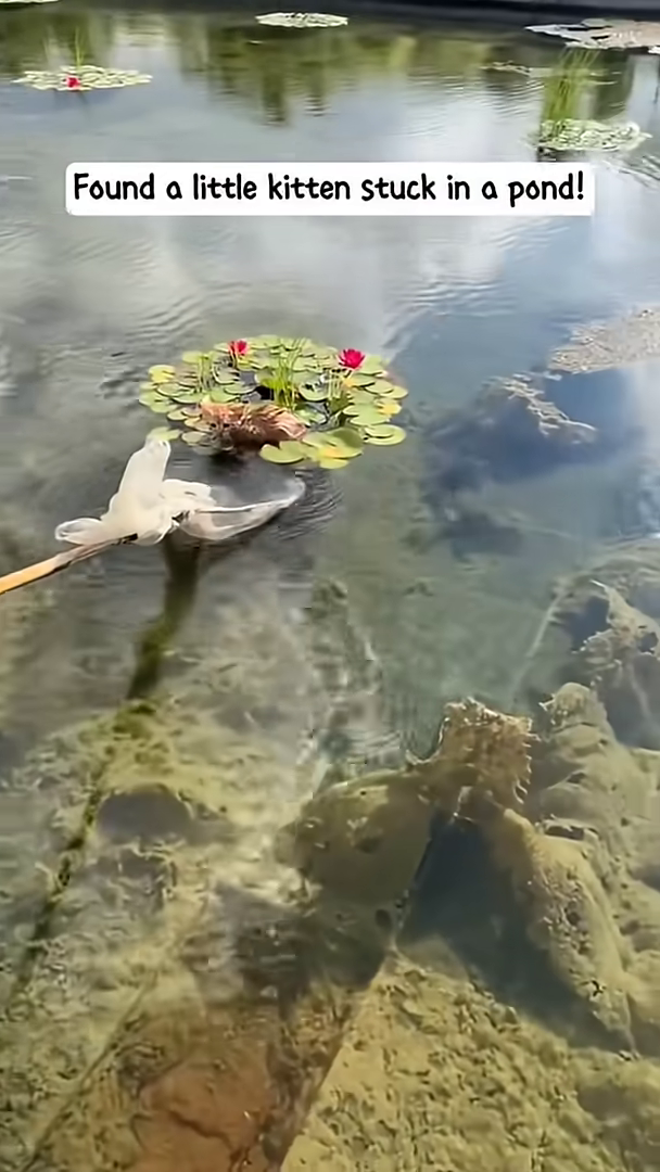 A small, wet kitten is perched on lily pads in a pond, looking distressed.