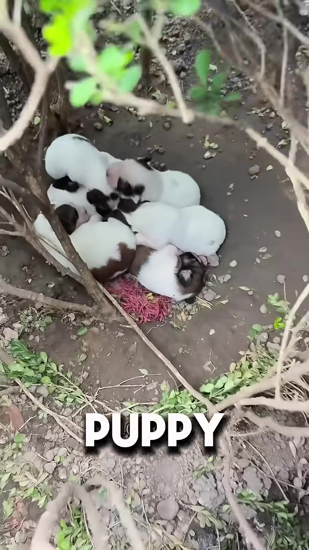 A hidden puppy nest in the bushes, where the mother kept her pups safe.