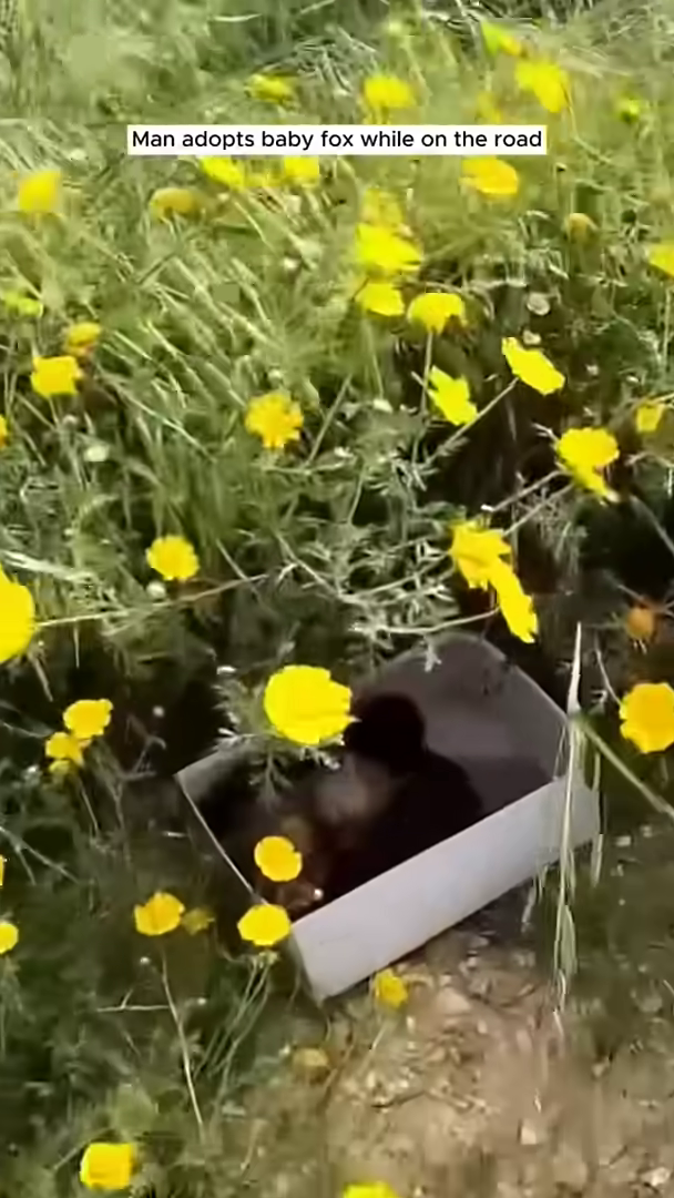 A tiny baby fox is found nestled in a box by the side of the road.