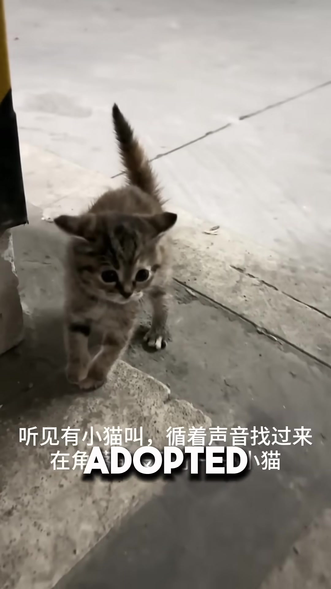 A tiny, angry kitten hissing in a parking lot, alone and defiant.