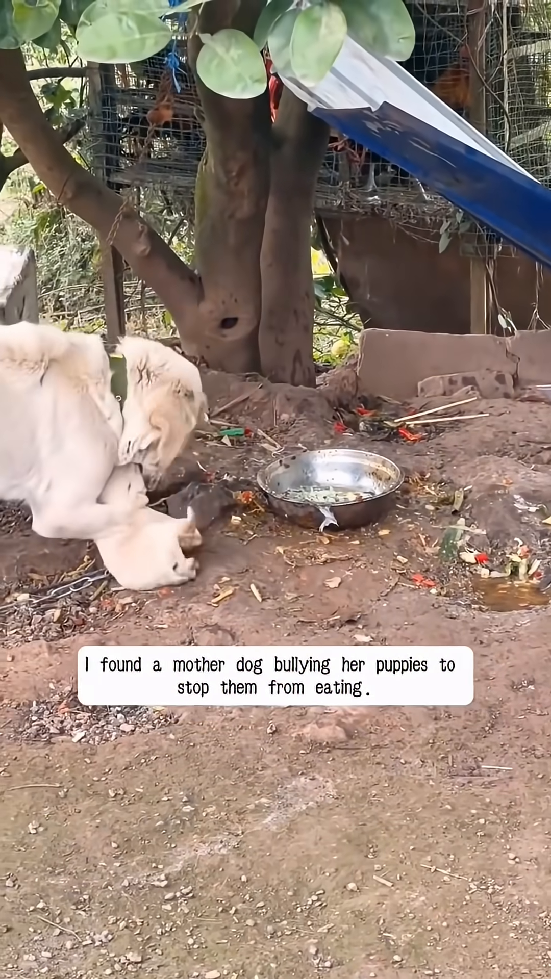 A small, dirty puppy is seen crying near a larger dog.