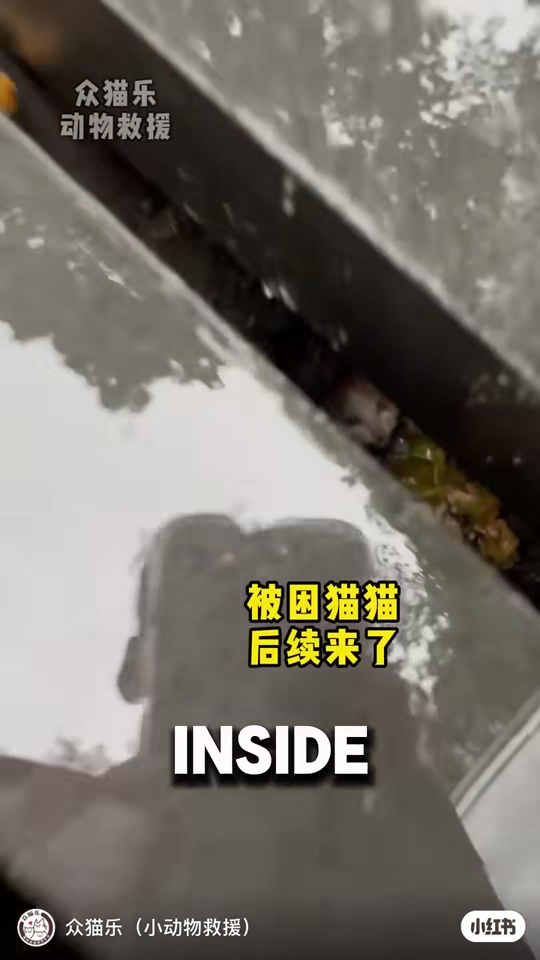 A small orange kitten peering out from a dark sewage drain opening.