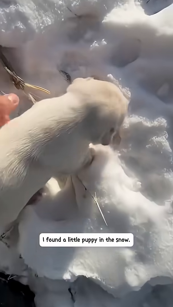 A small, white puppy is seen lying in the snow, looking vulnerable.