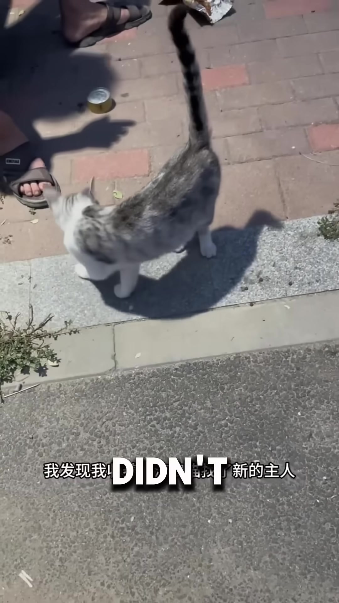 A man watching a pregnant stray cat from his doorway, unsure what to do.