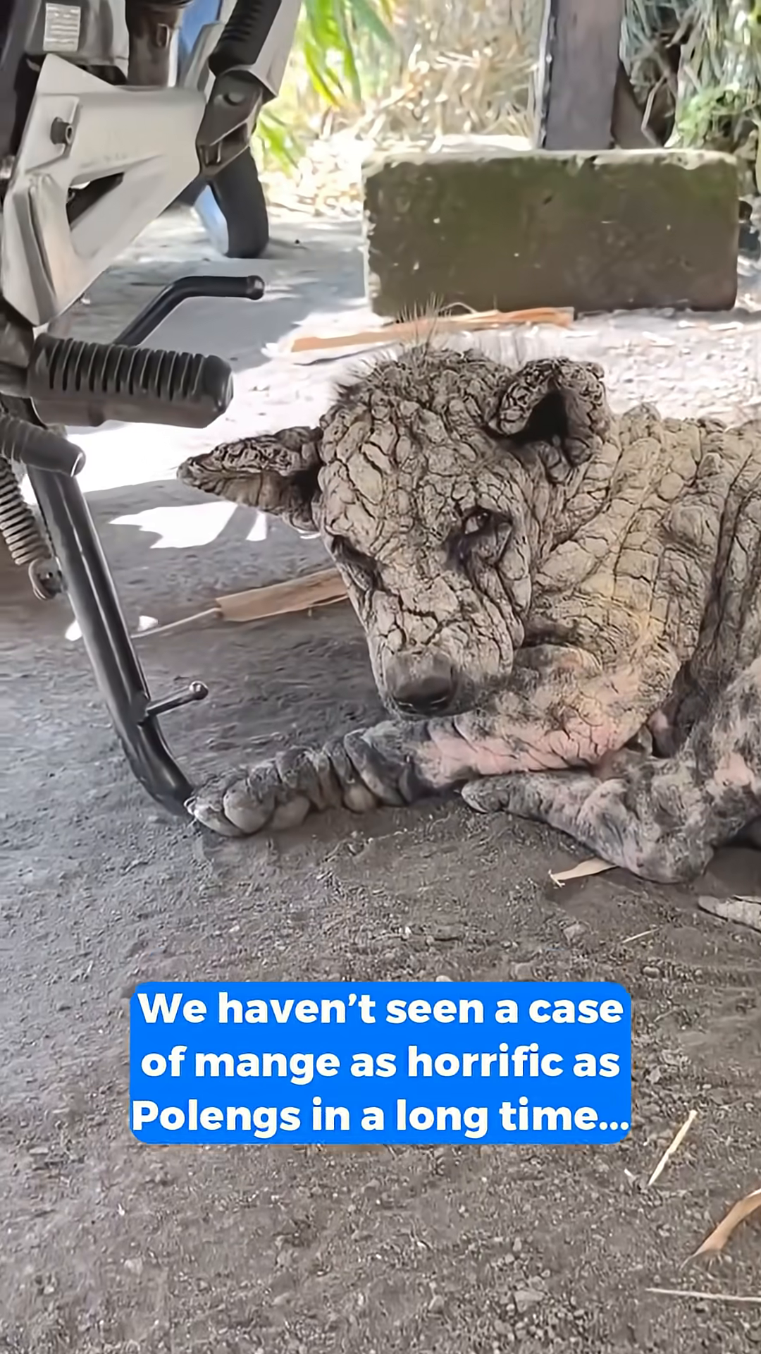 A dog with severe mange lying on the ground, his skin heavily crusted and cracked.