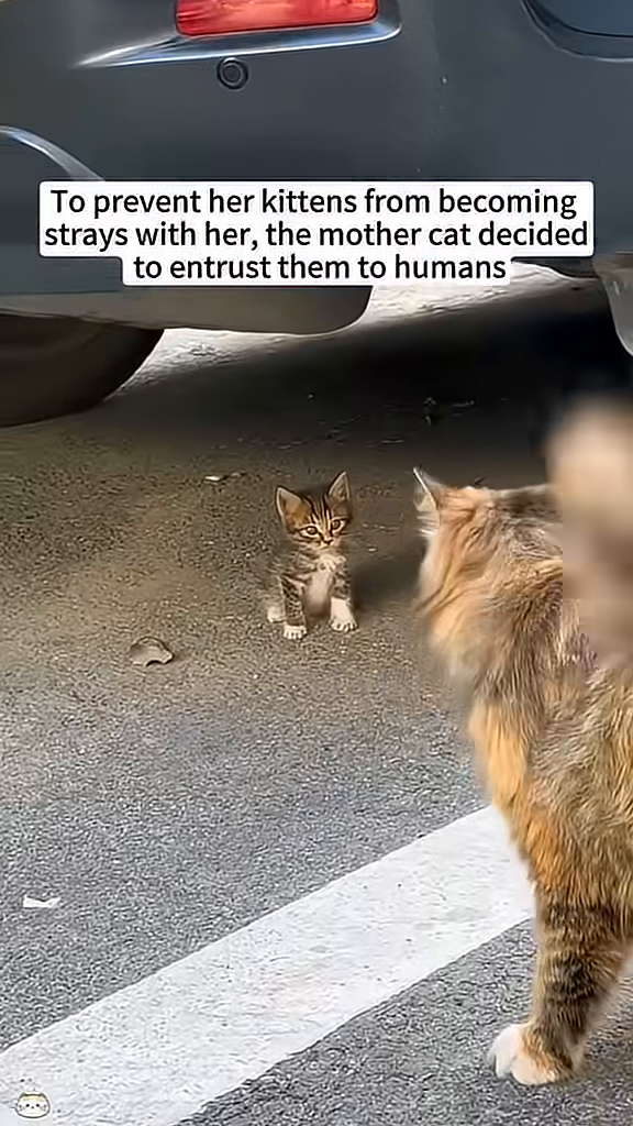 A tiny tabby kitten sits alone on the pavement, looking uncertain.