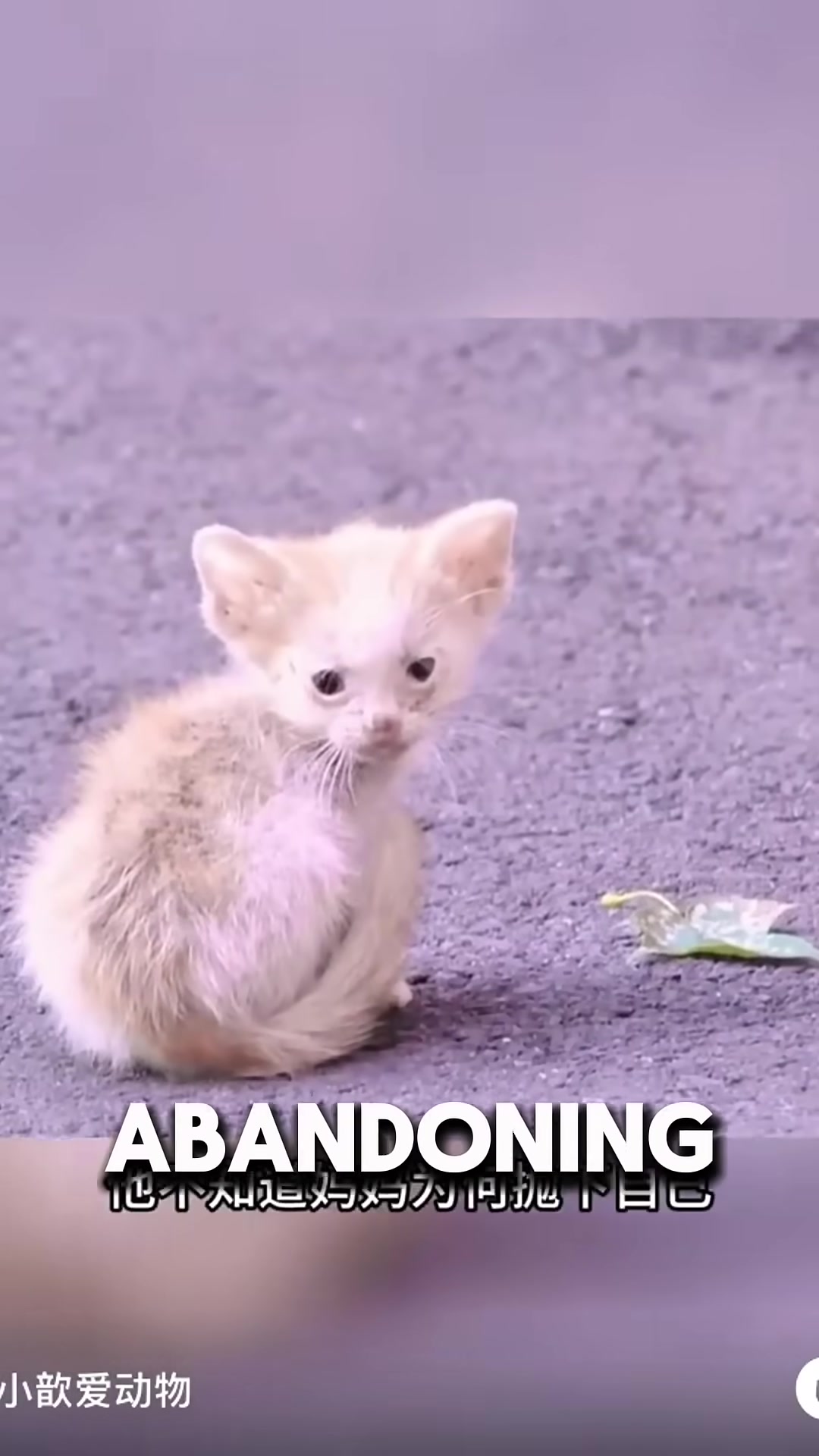 A small stray kitten meowing loudly on a dusty street, looking lost and alone.