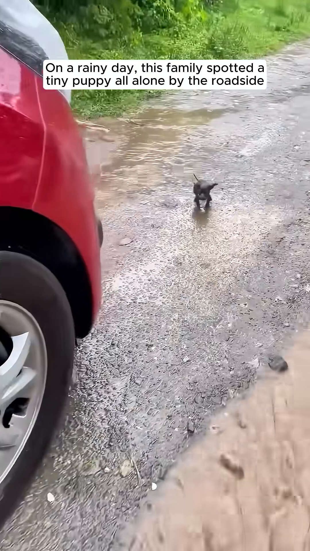 A tiny black puppy stands alone on a wet, gravelly road next to a red car.