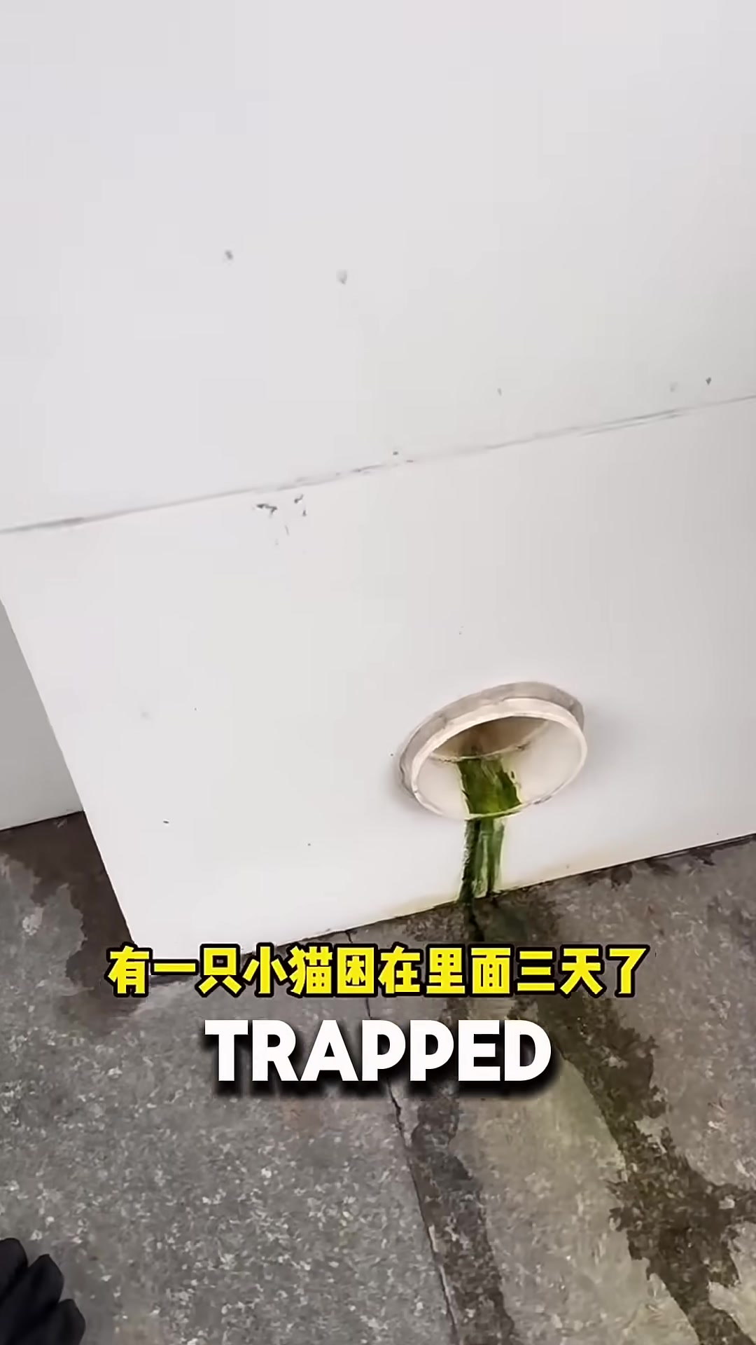 A small kitten trapped inside a dark, narrow pipe, crying for help.