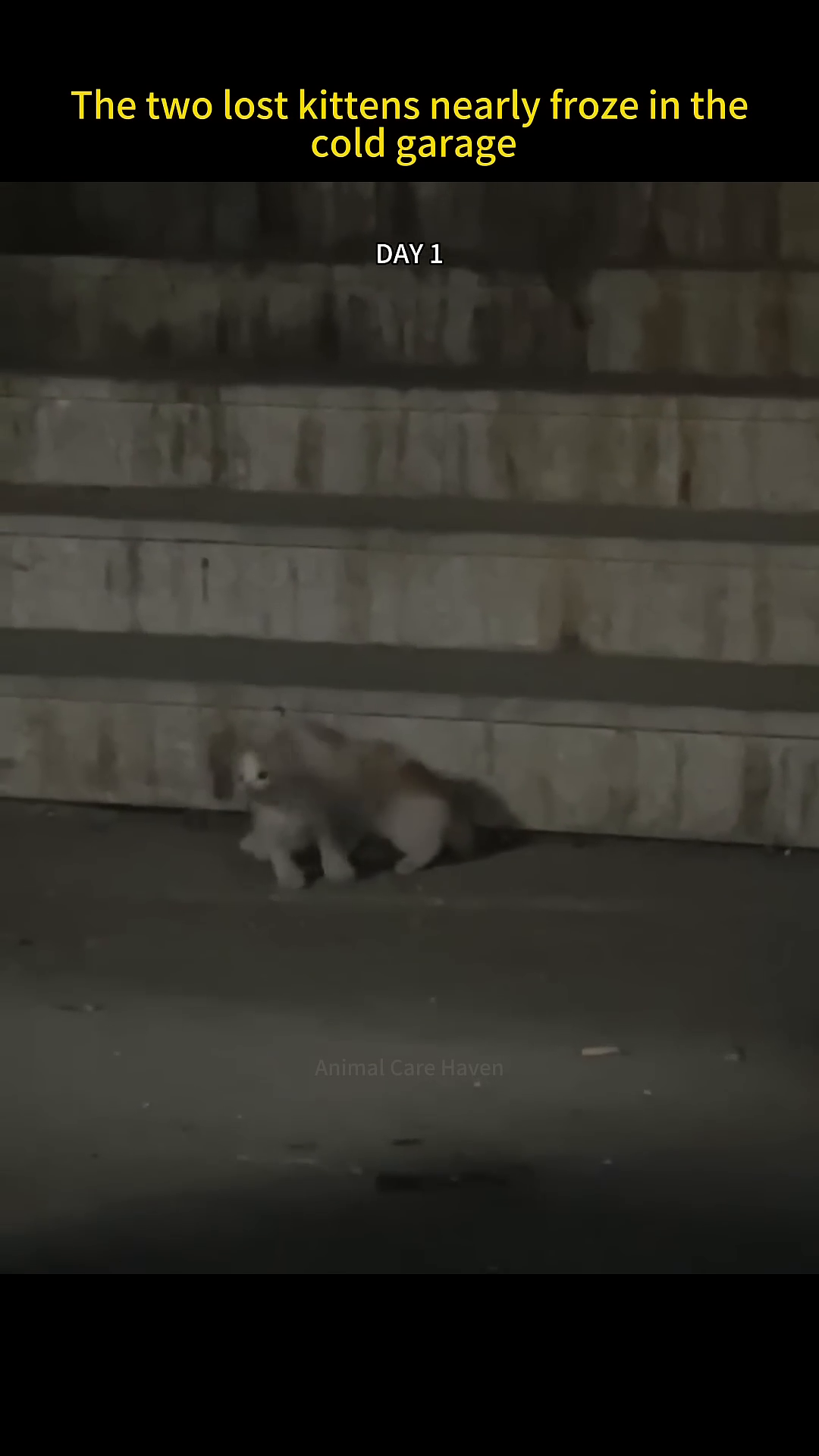 Two small, fluffy kittens huddled together on a cold, concrete floor in a dimly lit garage.