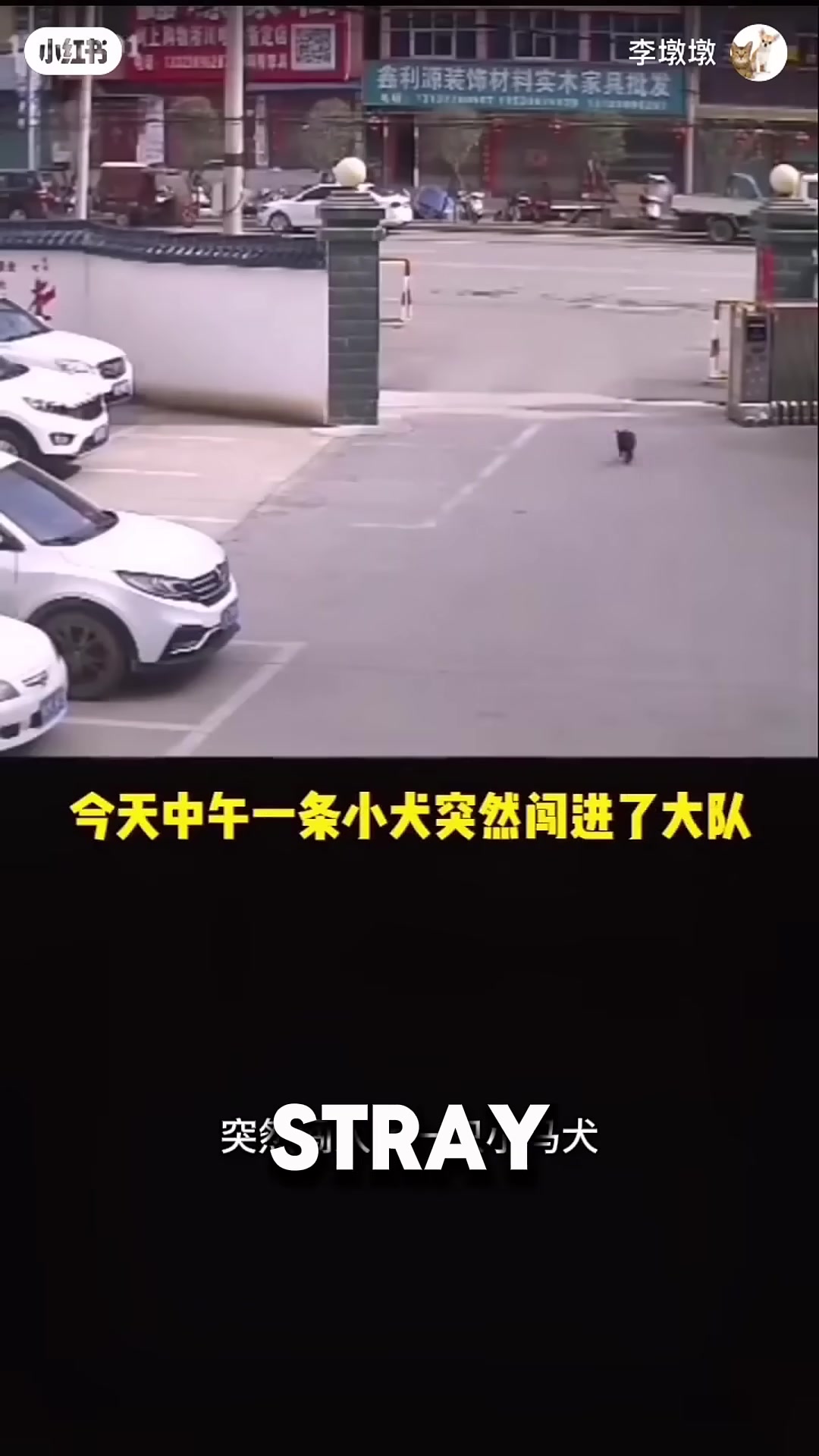 A small stray dog runs into a police station, looking hopeful.
