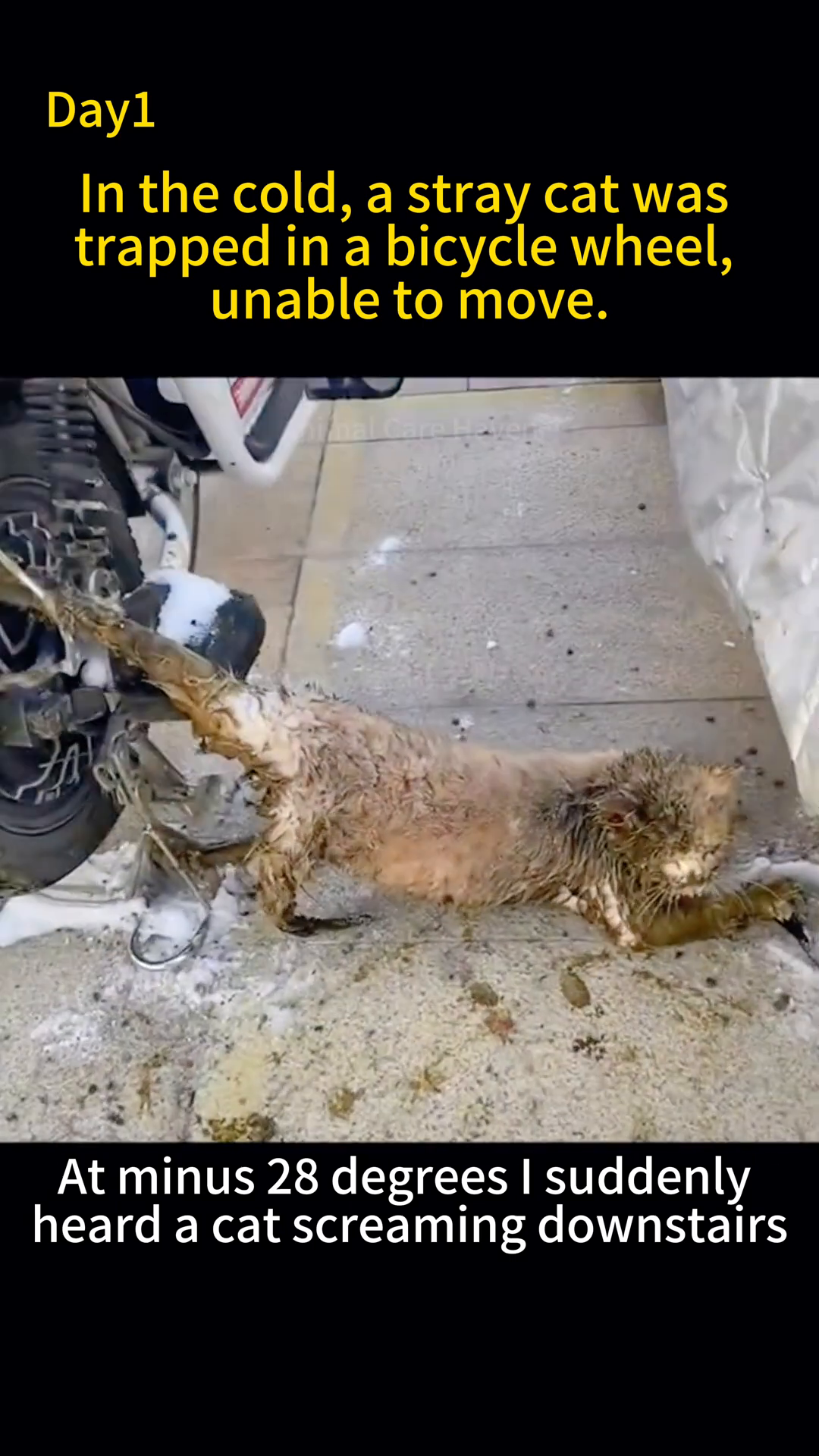 A shivering, mud-covered cat is seen struggling, trapped by its hind legs in a bicycle wheel.