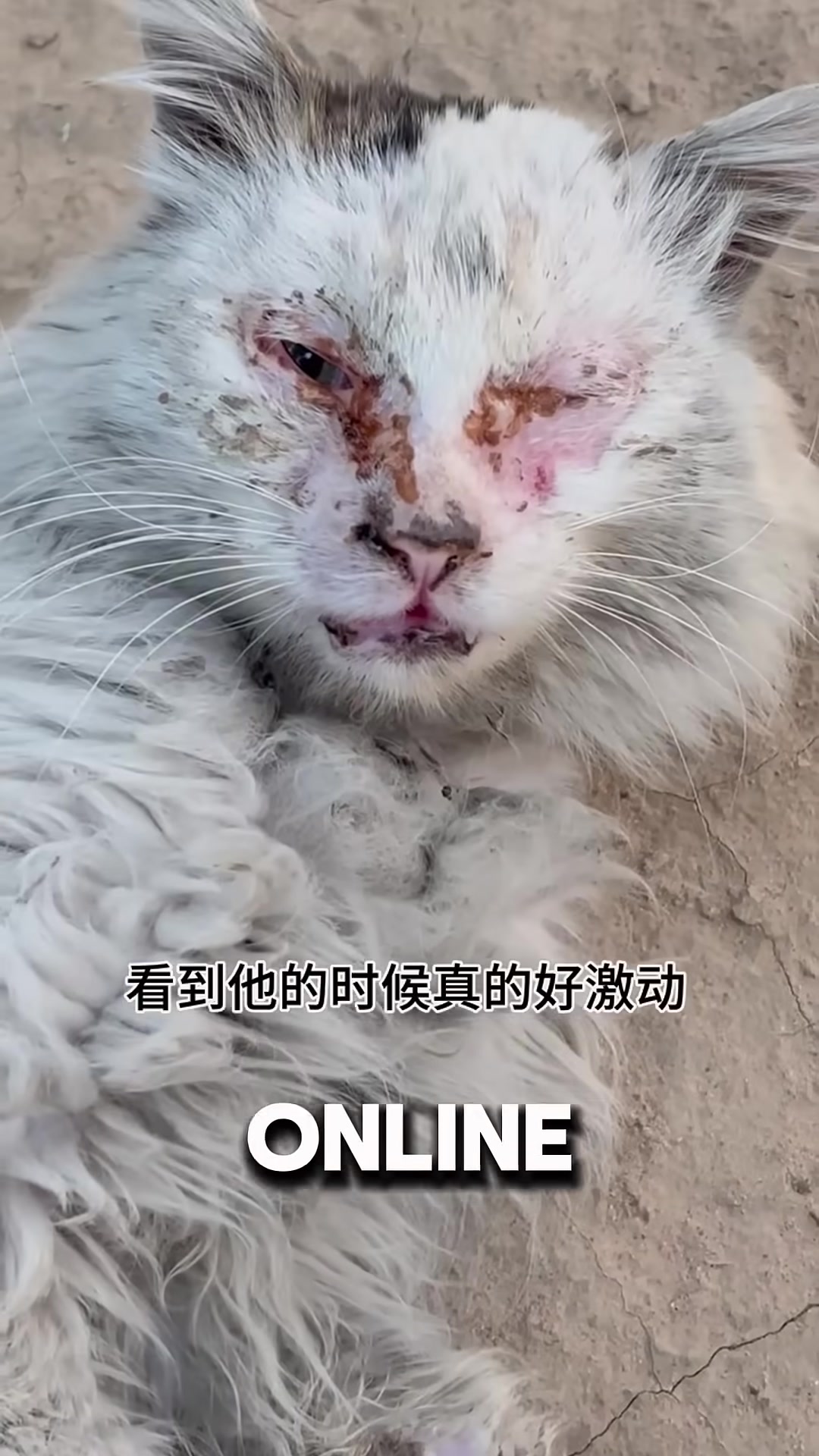 A woman leaving her workplace, determined to find a sick cat she saw online.