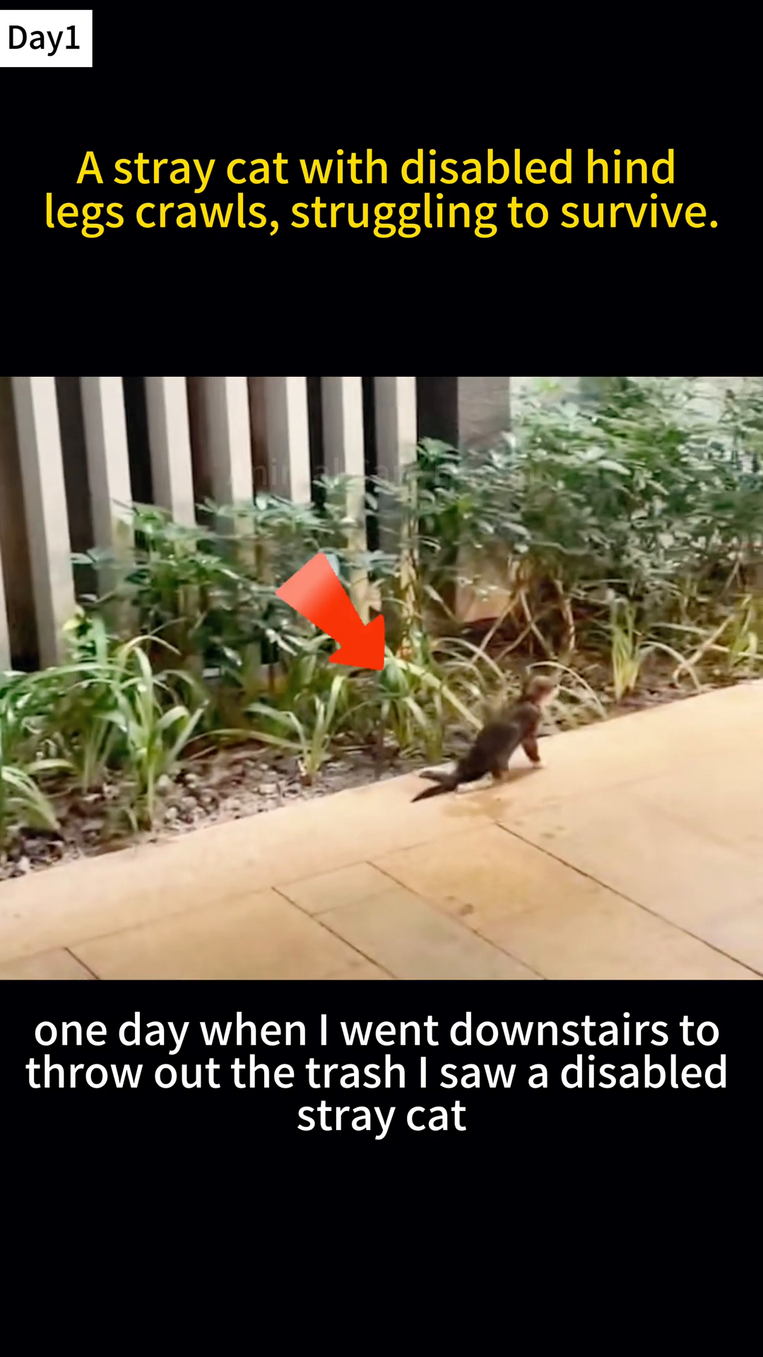 A small, tabby cat with visible hind leg issues is seen crawling on a paved surface near some plants.