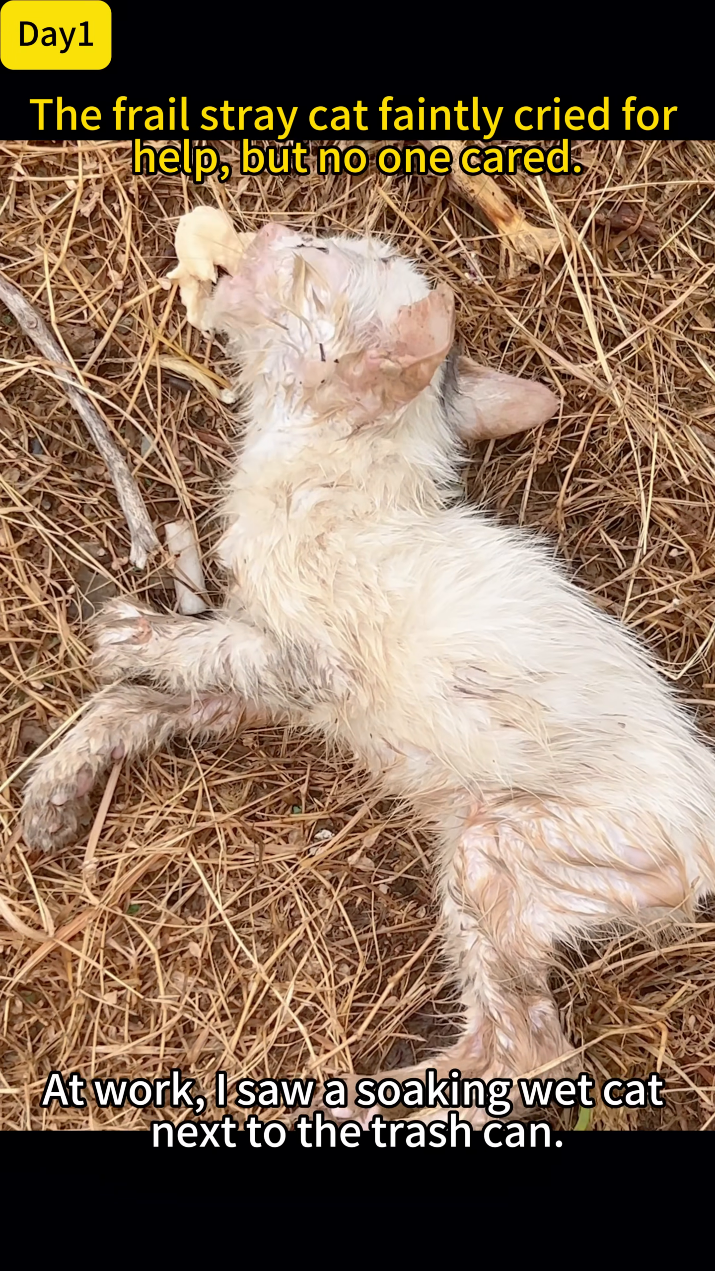 A tiny, wet, and frail stray kitten lying on dry grass near a trash can.