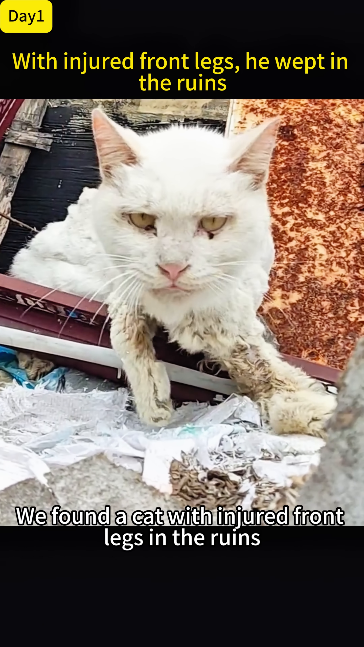 A distressed white cat with injured front legs sits amidst debris, looking vulnerable.
