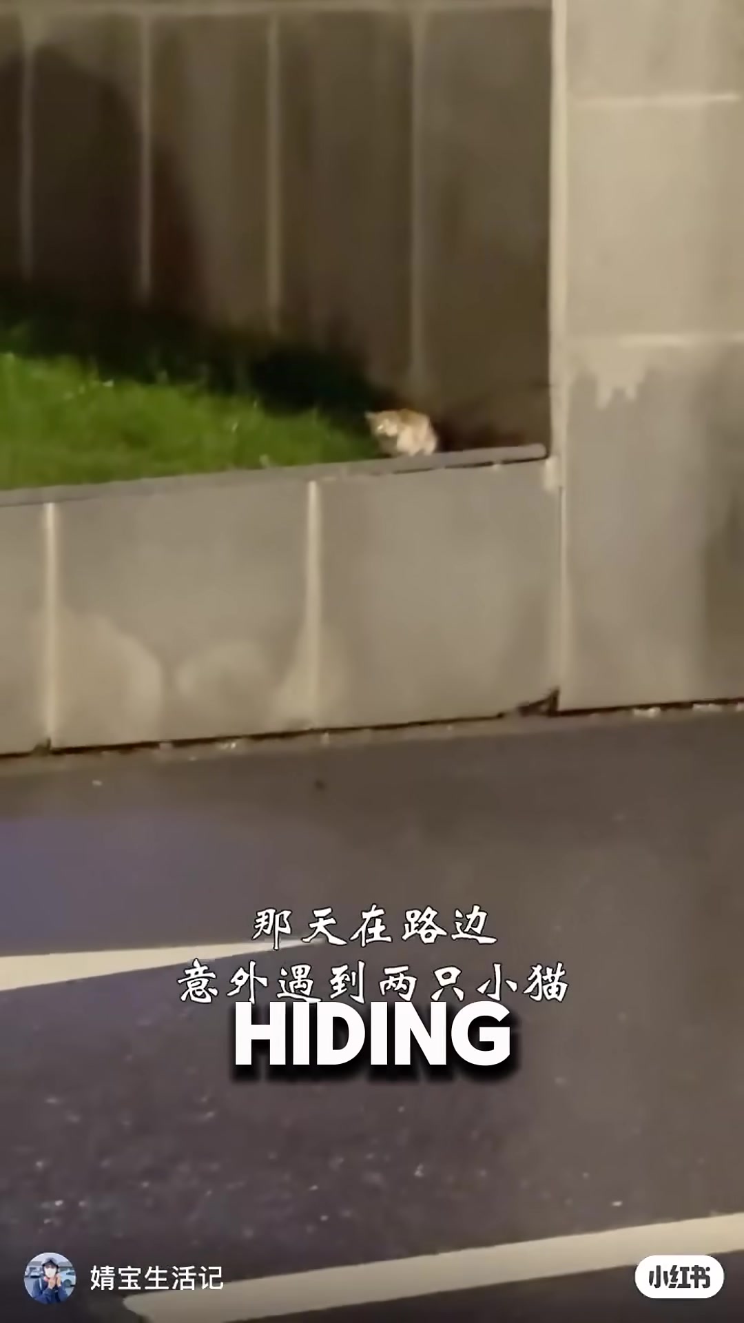 Two tiny kittens peer out from a dark hole in a concrete bridge.