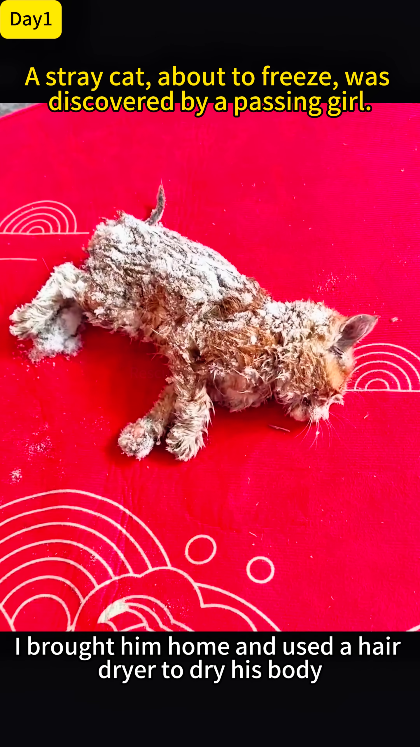 A tiny, frozen kitten barely breathing behind a snowy rockery.