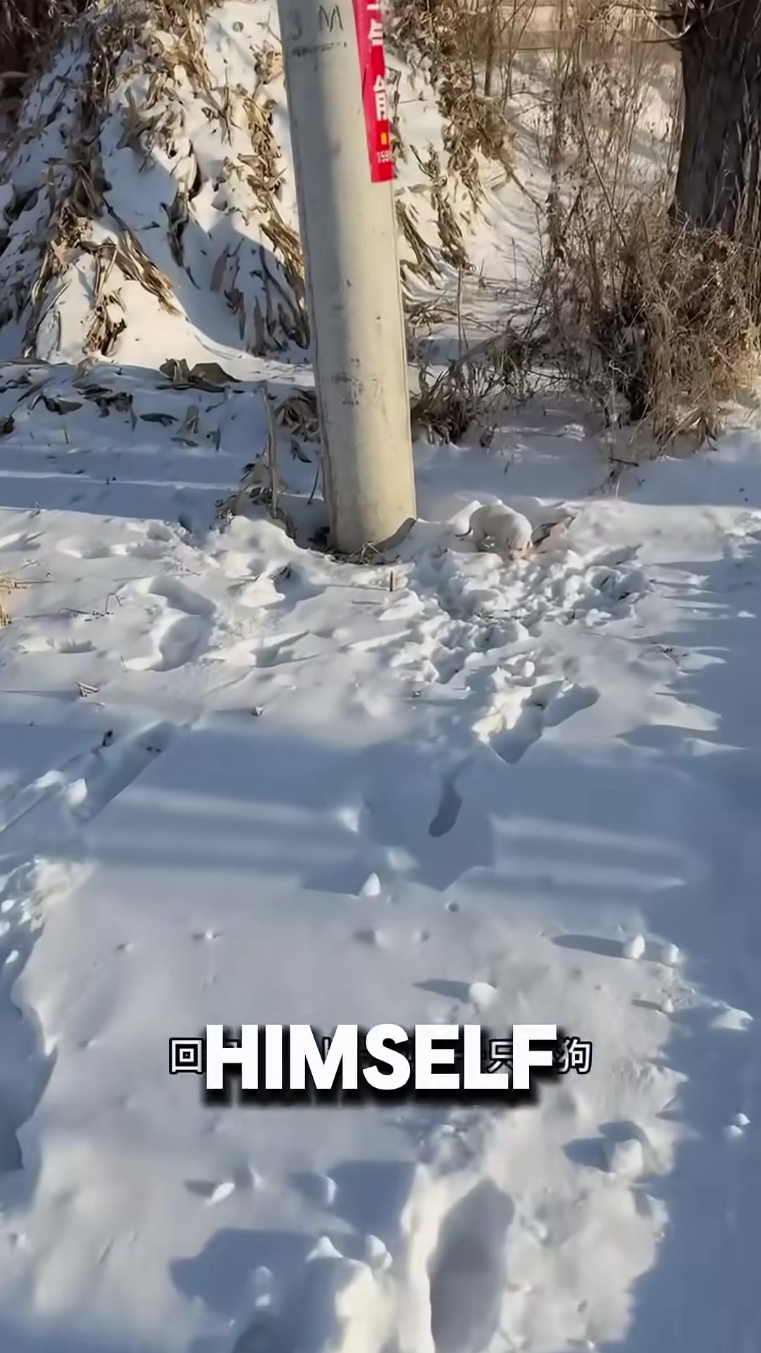 A man walking his dog stops to listen to a faint cry in the snowy landscape.