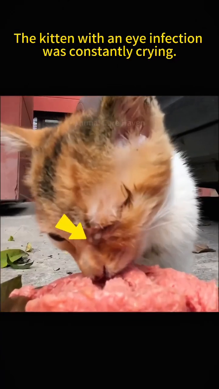 A close-up of a calico kitten's face, its eyes red and teary, with a yellow arrow pointing to the infected eye area.