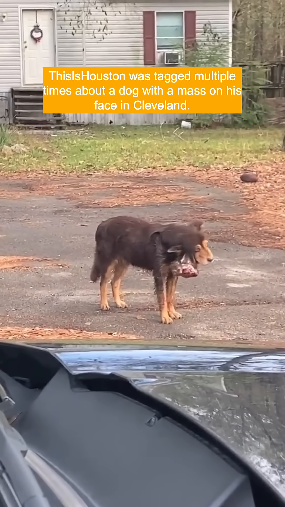 A brown and black dog stands with a large, fleshy mass hanging from its face.