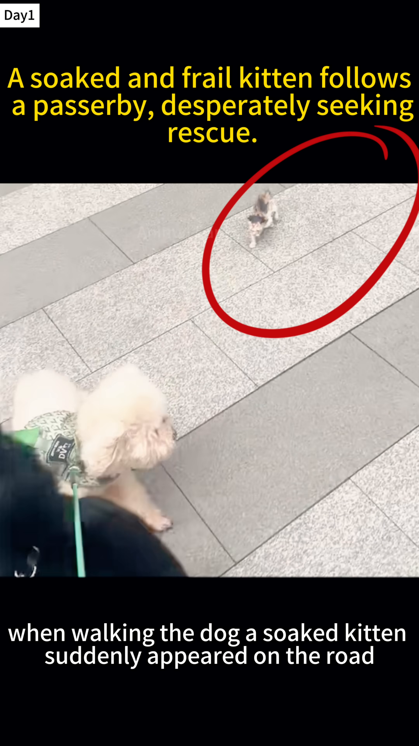 A tiny, frail kitten is seen walking on a wet sidewalk, following two dogs.