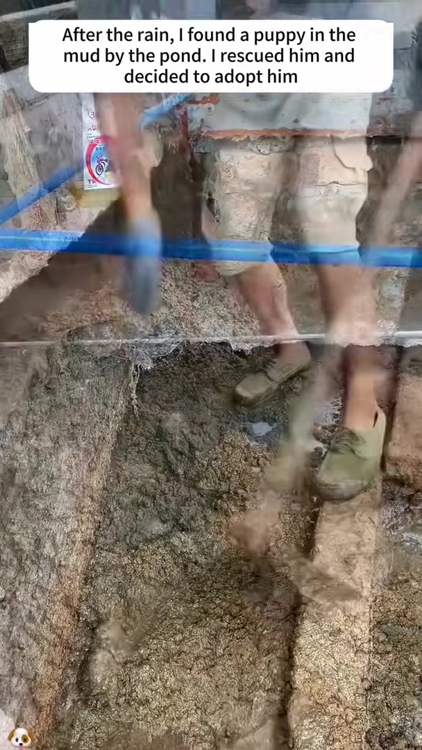 A muddy, tiny puppy being rescued from the edge of a pond.