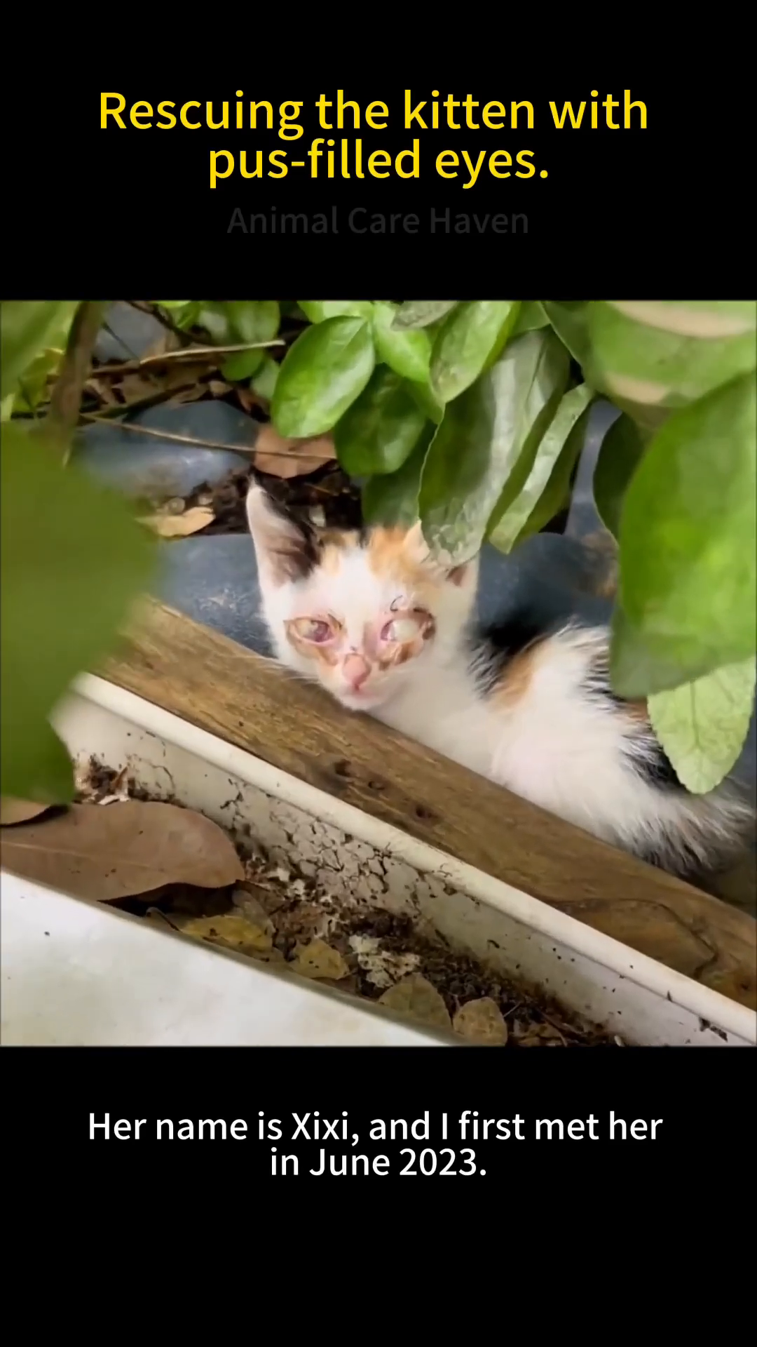 A calico kitten with severely inflamed, pus-filled eyes, huddled amongst greenery.