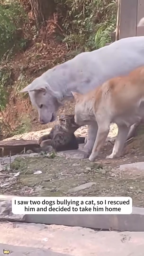 Two dogs menacingly surrounding a small cat.
