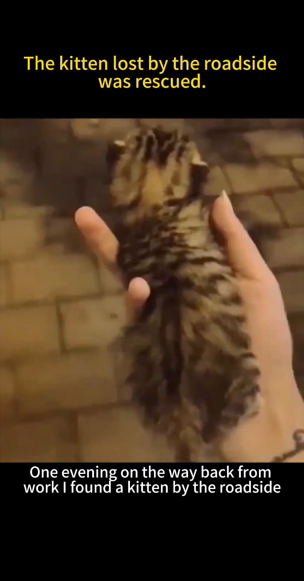 A tiny, striped kitten is held gently in a person's hand, looking fragile.